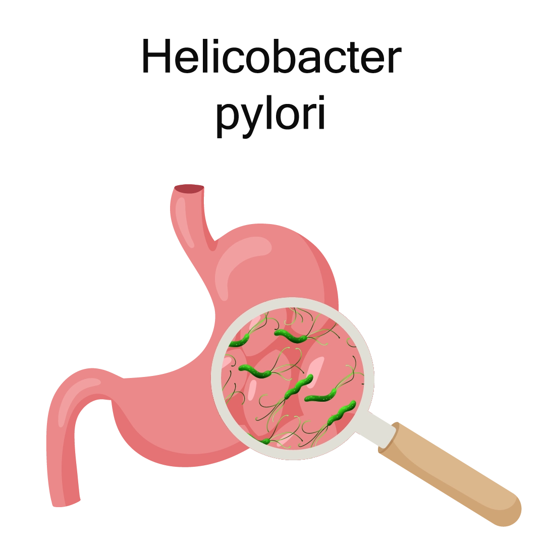 NNHpylori_2251391829 (1)